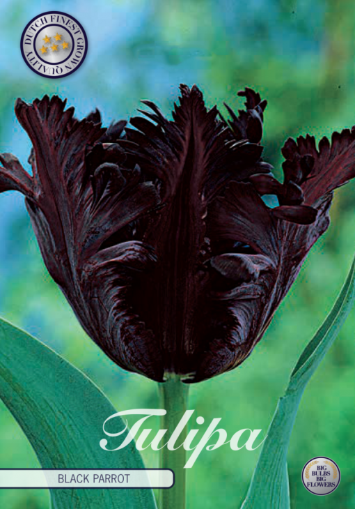 Black Tulip Bulbs - Black Parrot