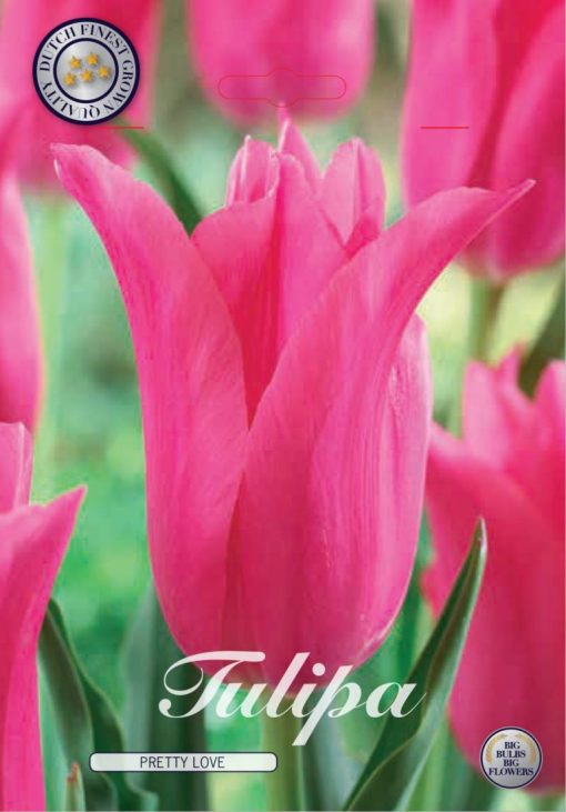 Pink Tulip Bulbs - Pretty Love