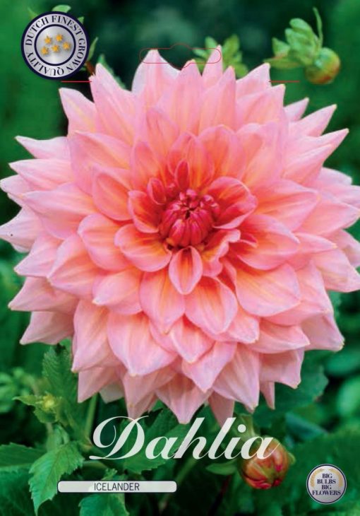 Dahlia - Icelander