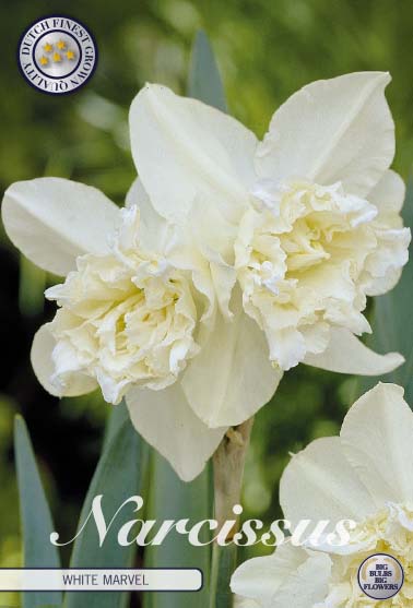 Narcissus - White Marvel