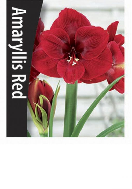 Hippeastrum - Red