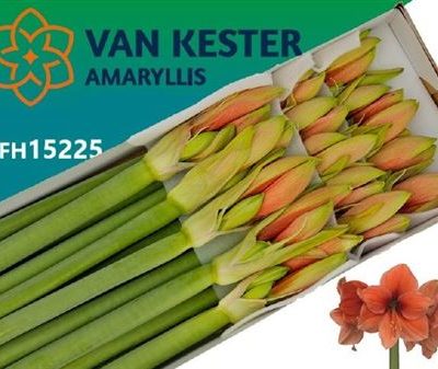 Orange Amaryllis Stems