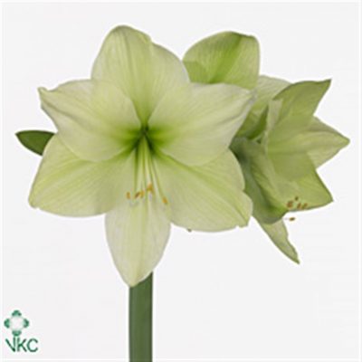 Lemon Lime Amaryllis Stems