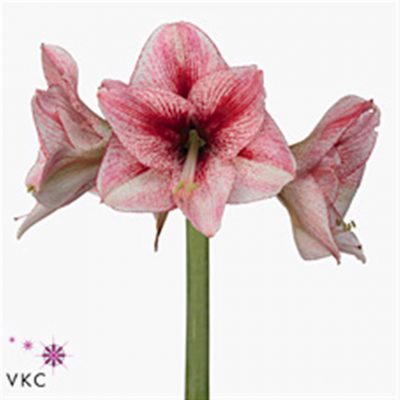 Pink Amaryllis Stems