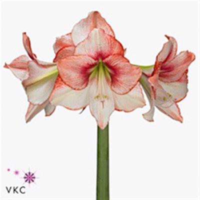 Striped Amaryllis Stems