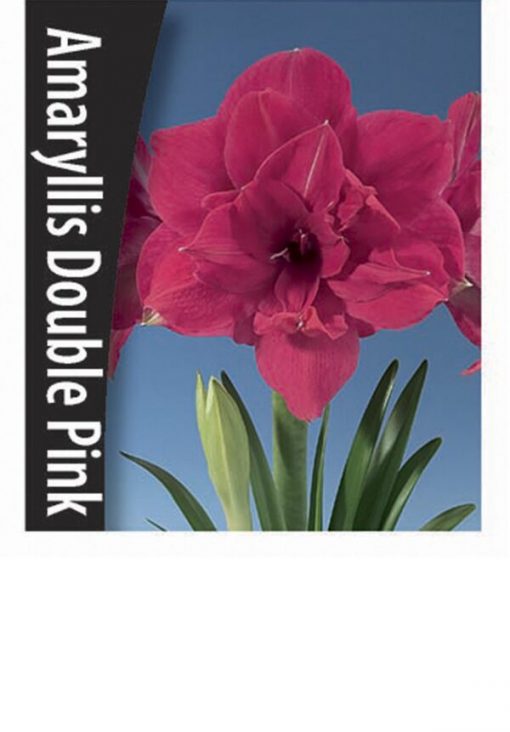 Amaryllis - Double Pink