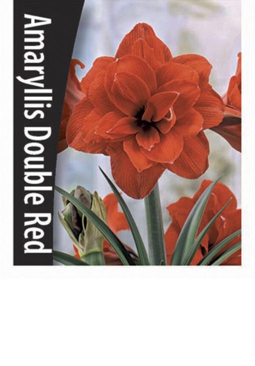 Amaryllis - Double Red