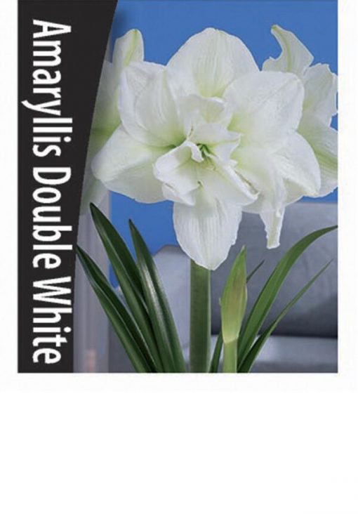 Amaryllis - Double White