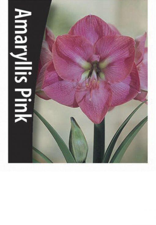 Amaryllis - Pink