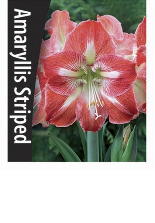 Amaryllis - Striped