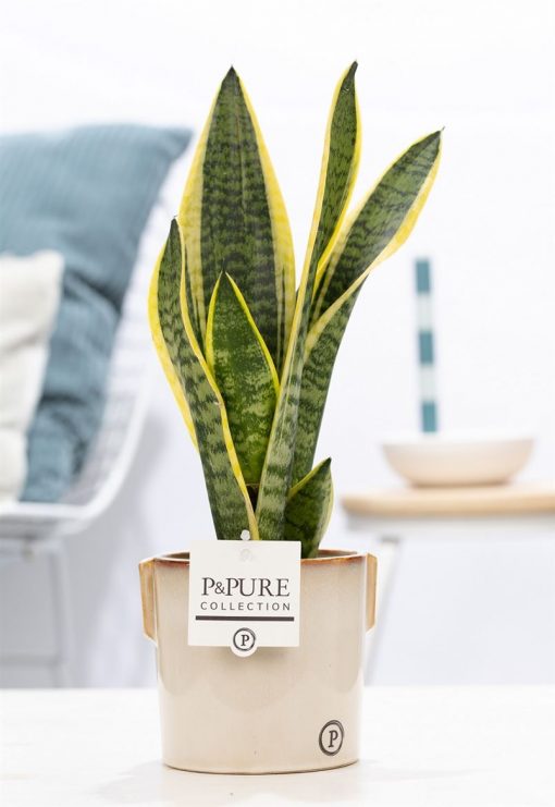 Sansevieria - Laurentii - Image 6