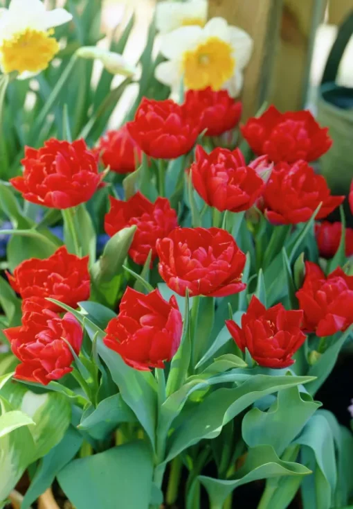 Red Tulip Bulbs - Abba - Image 2