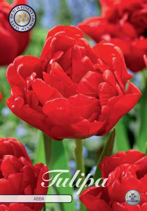 Red Tulip Bulbs - Abba