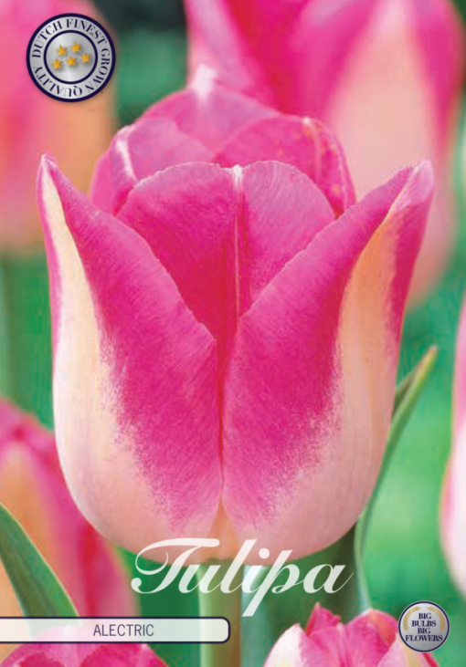 Pink Tulip Bulbs - Alectric