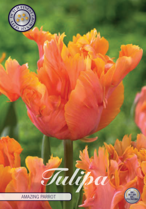 Orange Tulip Bulbs - Amazing Parrot