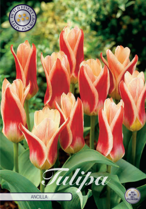 Red Tulip Bulbs - Ancilla