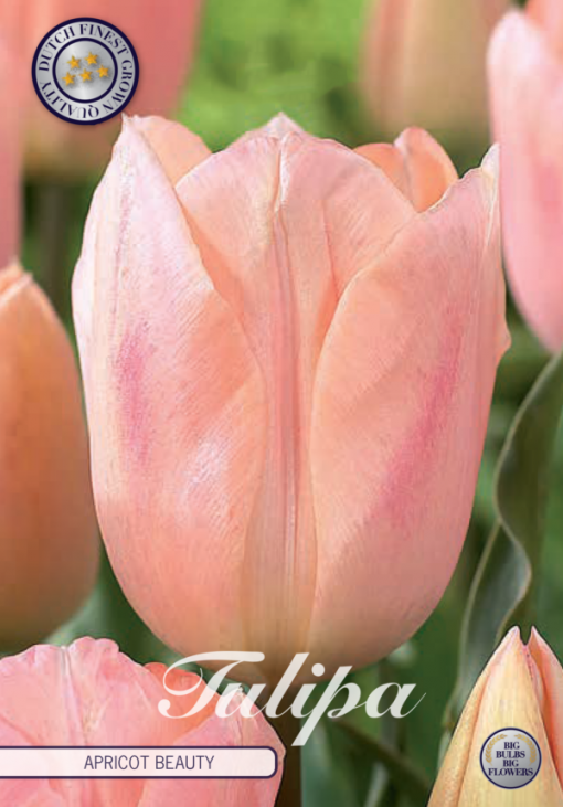 Pink Tulip Bulbs - Apricot Beauty