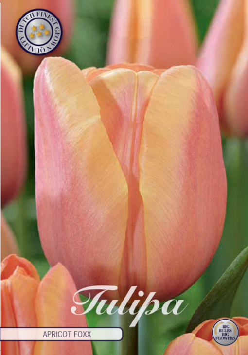 Pink Tulip Bulbs - Apricot Foxx