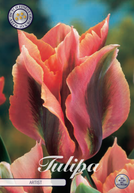 Pink Tulip Bulbs - Artist