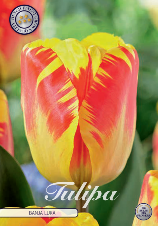 Yellow & Red Tulip Bulbs - Banja Luka