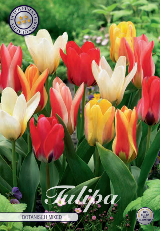 Mixed Tulip Bulbs - Botanical Mixed