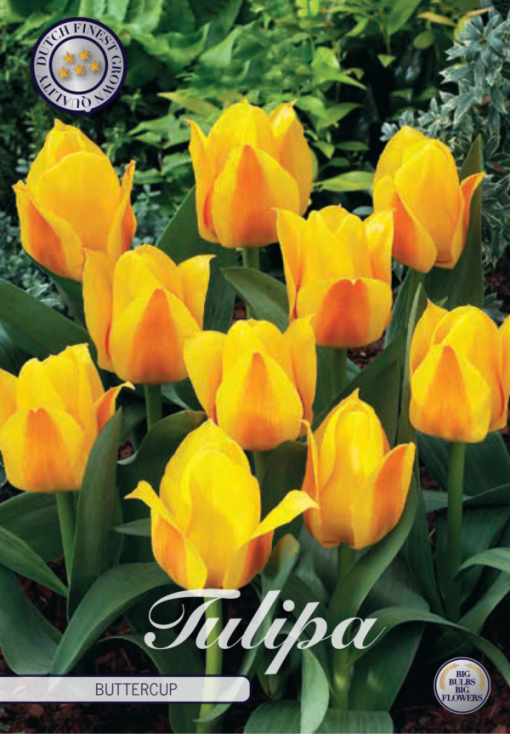 Yellow Tulip Bulbs - Buttercup