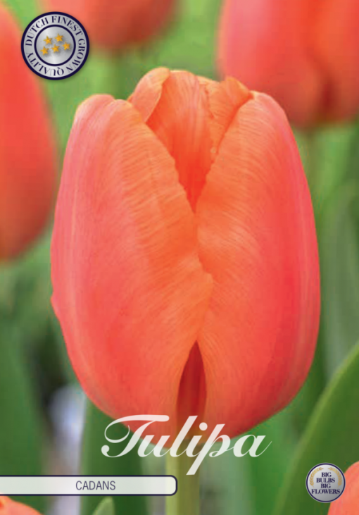 Orange Tulip Bulbs - Cadans