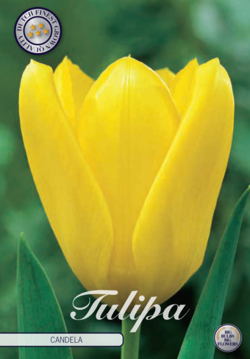 Yellow Tulip Bulbs - Candela