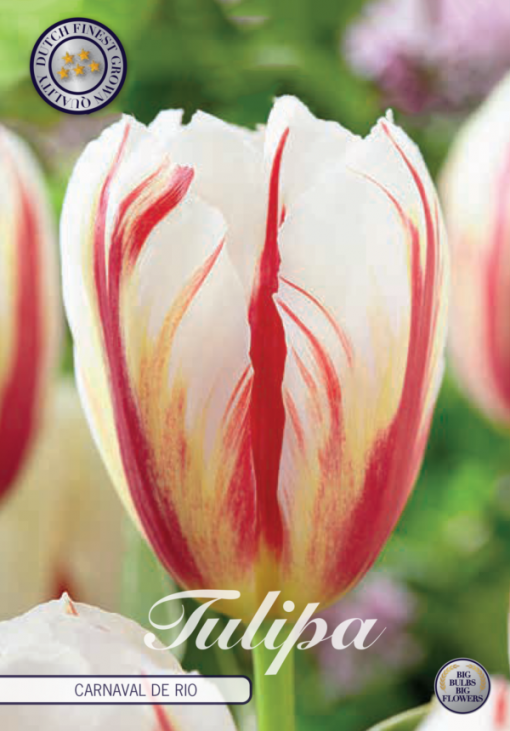 Red & White Tulip Bulbs - Carnaval De Rio