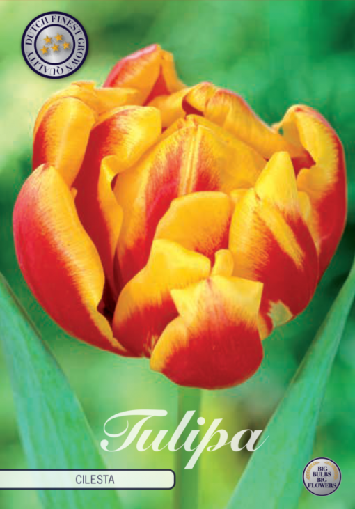 Red & Yellow Tulip Bulbs - Cilesta