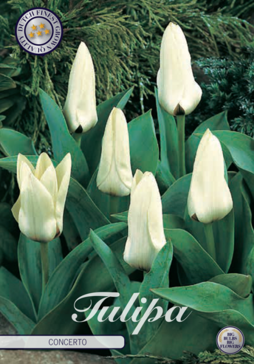 White Tulip Bulbs - Concerto