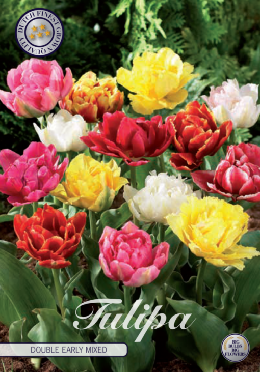 Mixed Tulip Bulbs - Double Early Mix