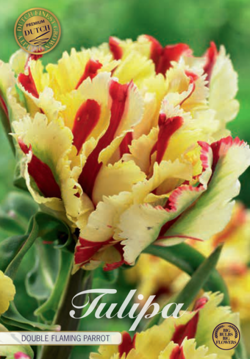 Yellow & Red Tulip Bulbs - Double Flaming Parrot