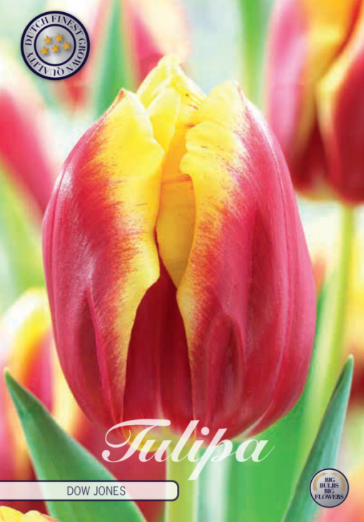 Red & Yellow Tulip Bulbs - Dow Jones