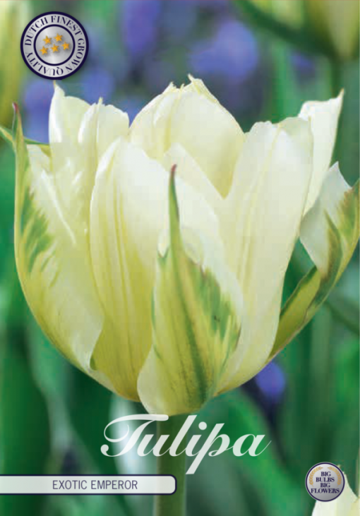 Green & White Tulip Bulbs - Exotic Emperor