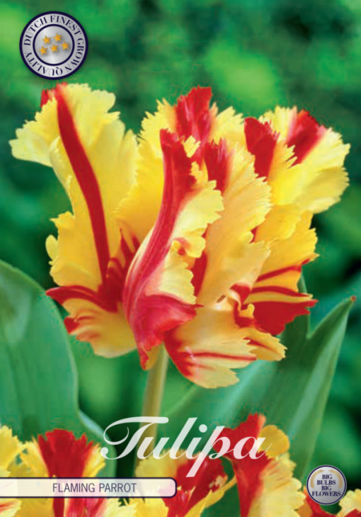 Yellow & Red Tulip Bulbs - Flaming Parrot