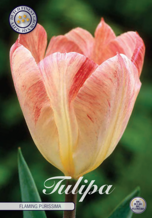 Pink & Cream Tulip Bulbs - Flaming Purissima