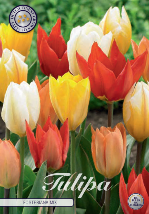 Orange, White & Yellow Tulip Bulbs - Fosteriana Mixed