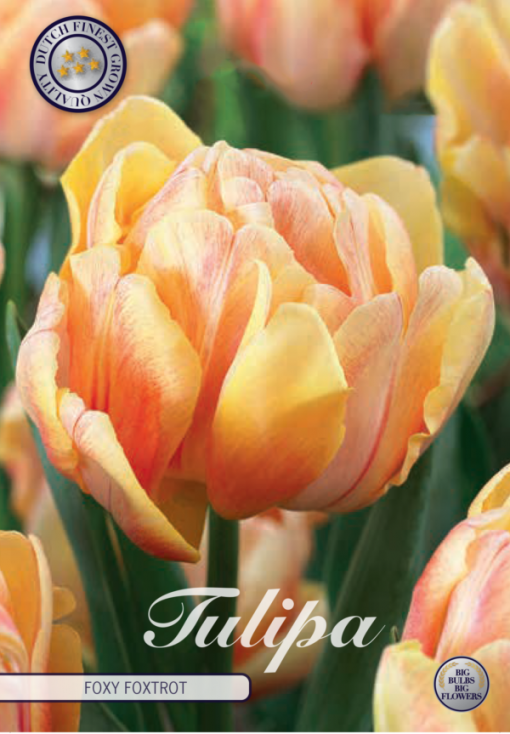 Orange Tulip Bulbs - Foxy Foxtrot