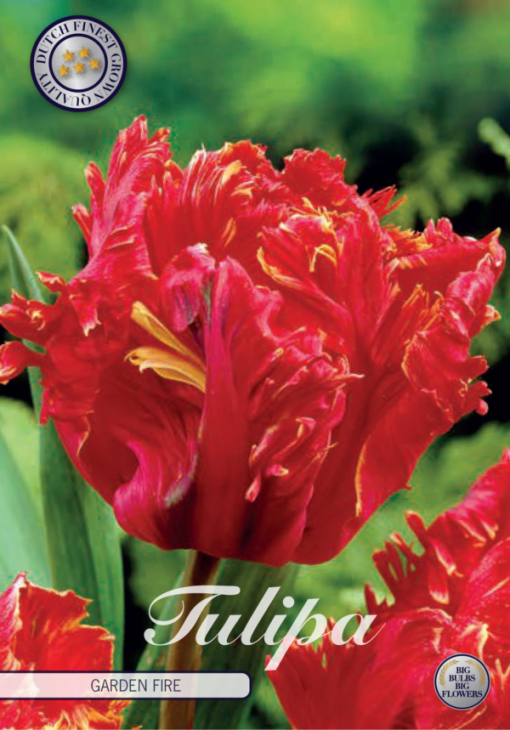 Red Tulip Bulbs - Garden Fire