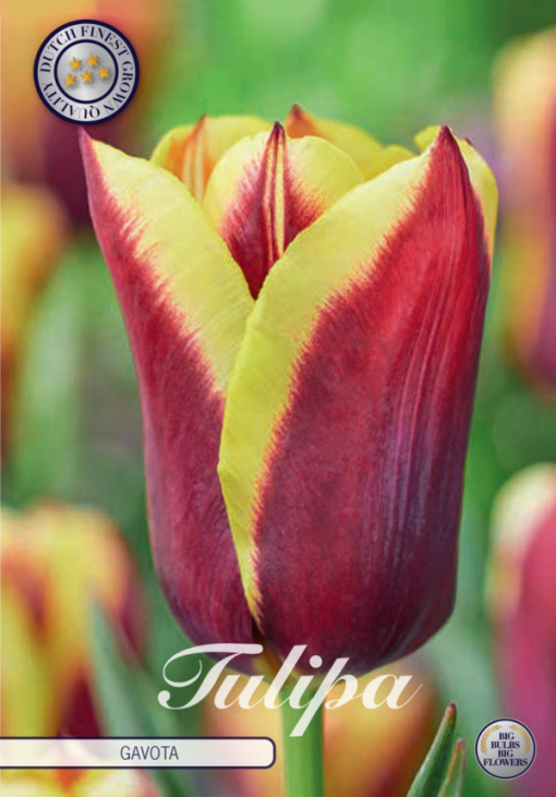 Purple & Yellow Tulip Bulbs - Gavota