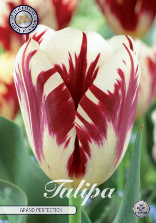 Purple & White Tulip Bulbs - Grand Perfection