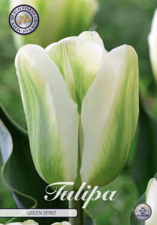 Green & White Tulip Bulbs - Green Spirit