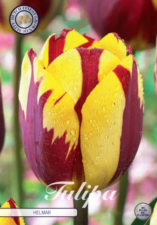 Red & Yellow Tulip Bulbs - Helmar