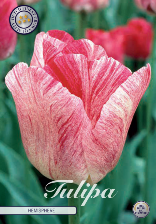 Pink & White Tulip Bulbs - Hemisphere