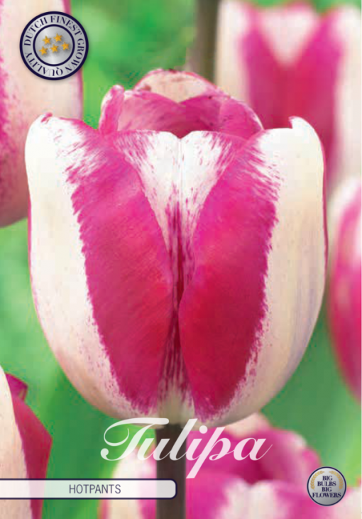 Pink & White Tulip Bulbs - Hotpants