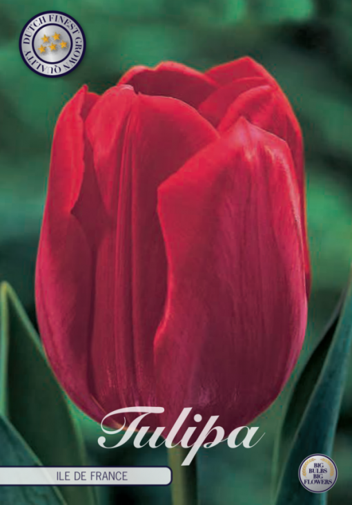 Red Tulip Bulbs - Ile De France