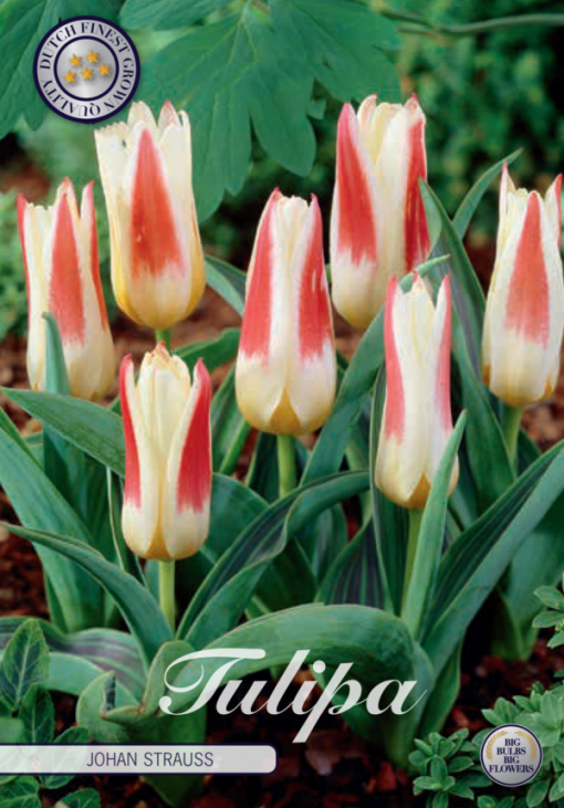 Cream & Red Tulip Bulbs - Johan Strauss