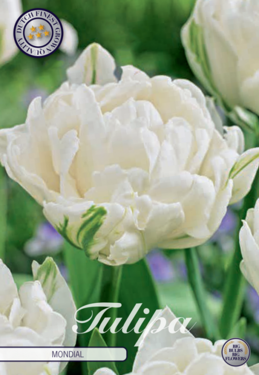 White Tulip Bulbs - Mondial