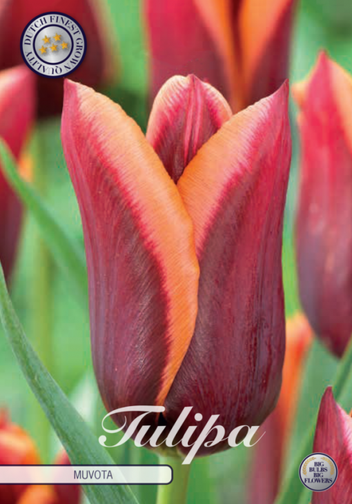 Burgundy & Orange Tulip Bulbs - Muvota